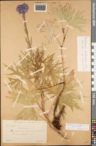 Delphinium dictyocarpum DC., Eastern Europe, Lower Volga region (E9) (Russia)