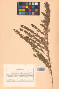 Lespedeza juncea (L.f.) Pers., Siberia, Russian Far East (S6) (Russia)