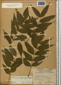 Fraxinus angustifolia subsp. oxycarpa (M.Bieb. ex Willd.) Franco & Rocha Afonso, Caucasus, Black Sea Shore (from Novorossiysk to Adler) (K3) (Russia)