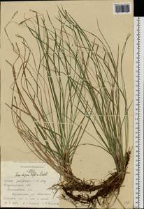 Carex rhizina Blytt ex Lindblom, Eastern Europe, Central region (E4) (Russia)