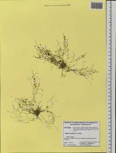 Sagina nodosa (L.) Fenzl, Siberia, Central Siberia (S3) (Russia)