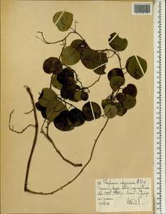 Stephania abyssinica (Quart.-Dill. & A. Rich.) Walp., Africa (AFR) (Ethiopia)
