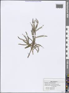 Salix viminalis L., Eastern Europe, Middle Volga region (E8) (Russia)