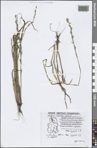 Lolium remotum Schrank, Eastern Europe, Volga-Kama region (E7) (Russia)