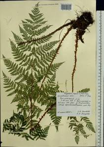 Dryopteris expansa (C. Presl) Fraser-Jenk. & Jermy, Eastern Europe, Central forest-and-steppe region (E6) (Russia)