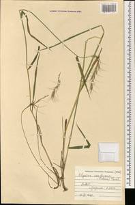 Elymus confusus (Roshev.) Tzvelev, Mongolia (MONG) (Mongolia)