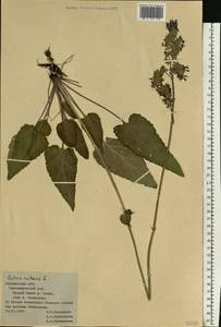 Salvia nutans L., Eastern Europe, Central forest-and-steppe region (E6) (Russia)