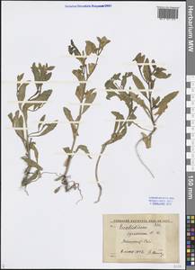 Euclidium syriacum (L.) W.T.Aiton, Middle Asia, Syr-Darian deserts & Kyzylkum (M7) (Uzbekistan)