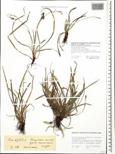 Carex digitata L., Caucasus, Stavropol Krai, Karachay-Cherkessia & Kabardino-Balkaria (K1b) (Russia)