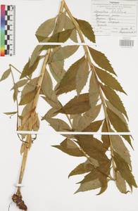Adenophora liliifolia (L.) A.DC., Eastern Europe, Central region (E4) (Russia)