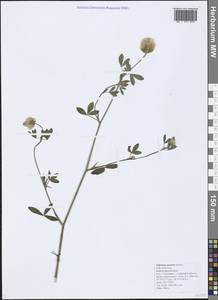 Trifolium apertum Bobrov, Caucasus, Black Sea Shore (from Novorossiysk to Adler) (K3) (Russia)