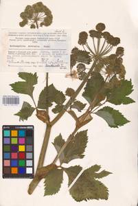 Angelica archangelica L., Eastern Europe, Northern region (E1) (Russia)