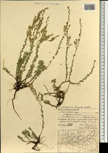 Artemisia frigida Willd., Mongolia (MONG) (Mongolia)