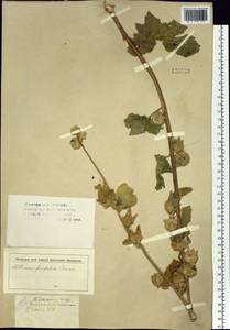 Alcea froloviana (Litv.) Iljin, Siberia, Western (Kazakhstan) Altai Mountains (S2a) (Kazakhstan)