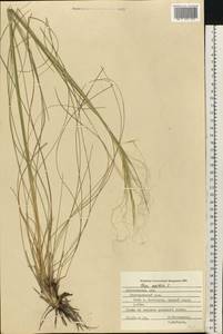 Stipa capillata L., Eastern Europe, Central forest-and-steppe region (E6) (Russia)