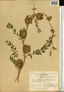 Astragalus ponticus Pall., Eastern Europe, Moldova (E13a) (Moldova)