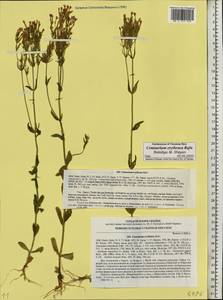 Centaurium erythraea, Eastern Europe, North Ukrainian region (E11) (Ukraine)