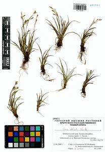 Carex delicata C.B.Clarke, Siberia, Baikal & Transbaikal region (S4) (Russia)