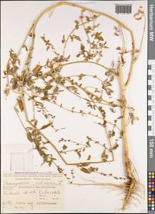 Chenopodium vulvaria L., Caucasus, Stavropol Krai, Karachay-Cherkessia & Kabardino-Balkaria (K1b) (Russia)