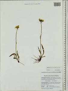 Pilosella cymosa subsp. cymosa, Eastern Europe, Northern region (E1) (Russia)