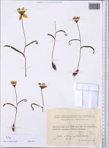 Tulipa, Middle Asia, Caspian Ustyurt & Northern Aralia (M8) (Kazakhstan)