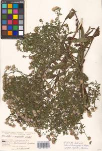 Symphyotrichum ×versicolor (Willd.) G. L. Nesom, Eastern Europe, Moscow region (E4a) (Russia)