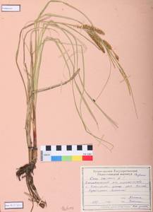 Carex vesicaria L., Siberia, Central Siberia (S3) (Russia)