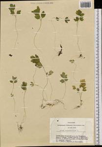 Adoxa moschatellina L., Siberia, Altai & Sayany Mountains (S2) (Russia)