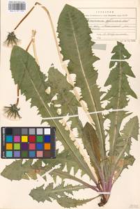 Taraxacum officinale Weber ex Wiggins, Eastern Europe, Moscow region (E4a) (Russia)