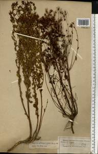 Hypericum perforatum, Eastern Europe, Moscow region (E4a) (Russia)