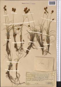 Carex physodes M.Bieb., Middle Asia, Western Tian Shan & Karatau (M3) (Kazakhstan)