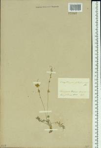 Astragalus filiformis (DC.) Poir., Siberia, Baikal & Transbaikal region (S4) (Russia)