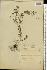 Potentilla erecta (L.) Raeusch., Eastern Europe, Belarus (E3a) (Belarus)