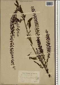 Verbascum agrimoniifolium subsp. agrimoniifolium, South Asia, South Asia (Asia outside ex-Soviet states and Mongolia) (ASIA) (Turkey)
