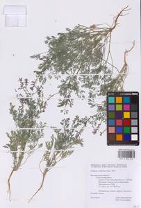 Fumaria schleicheri Soy.-Will., Eastern Europe, Central forest-and-steppe region (E6) (Russia)