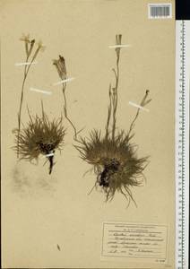 Dianthus acicularis Fisch. ex Ledeb., Eastern Europe, Eastern region (E10) (Russia)