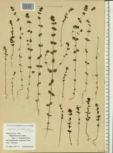 Euphrasia ×vernalis List, Eastern Europe, Northern region (E1) (Russia)