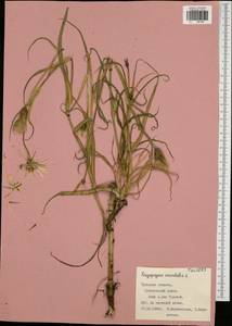 Tragopogon orientalis L., Eastern Europe, Central region (E4) (Russia)