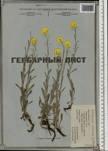 Helichrysum arenarium (L.) Moench, Eastern Europe, Central forest-and-steppe region (E6) (Russia)