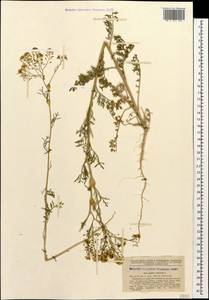 Lepidium vesicarium L., Caucasus, Georgia (K4) (Georgia)