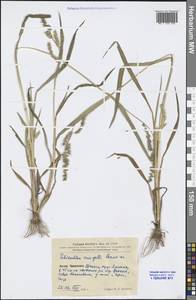 Echinochloa crus-galli (L.) P.Beauv., South Asia, South Asia (Asia outside ex-Soviet states and Mongolia) (ASIA) (China)