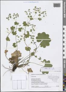 Alchemilla baltica Sam. ex Juz., Eastern Europe, Central region (E4) (Russia)