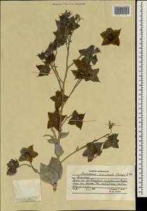 Trichodesma incanum Bunge, South Asia, South Asia (Asia outside ex-Soviet states and Mongolia) (ASIA) (Afghanistan)
