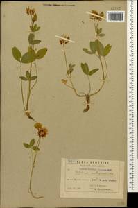 Trifolium ambiguum M.Bieb., Caucasus, Armenia (K5) (Armenia)