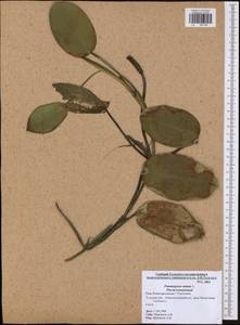 Potamogeton natans L., Eastern Europe, Central region (E4) (Russia)