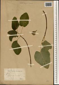 Ficus carica, South Asia, South Asia (Asia outside ex-Soviet states and Mongolia) (ASIA) (Turkey)