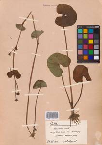 Caltha, Eastern Europe, Northern region (E1) (Russia)