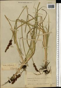 Carex vulpina L., Eastern Europe, Belarus (E3a) (Belarus)