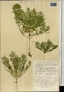 Cynanchum thesioides (Freyn) K. Schum., Mongolia (MONG) (Mongolia)