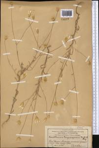 Xeranthemum longepapposum Fisch. & C. A. Mey., Middle Asia, Western Tian Shan & Karatau (M3) (Kazakhstan)